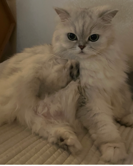 만성비염으로 고생하는 고양이에게 보호자로서 해줄 수 있는건 무엇일까요?의 1번 째 이미지