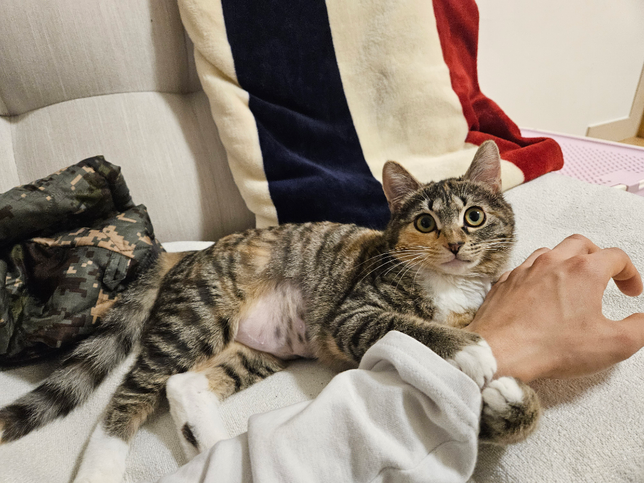 고양이 합사시 사료급여 방법을 어떻게 해야 할까요?의 0번 째 이미지