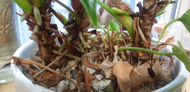 안시리움 대가 3개인데 다른 화분으로 나누어 심어야될까요 그냥 두어도 무난할까요의 0번 째 이미지