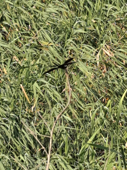 혹시 사진속 잠자리 이름 아시는분계시면 이름좀 알려주세요의 0번 째 이미지