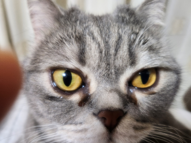 고양이도 아프면 눈물을 흘리나요?의 0번 째 이미지