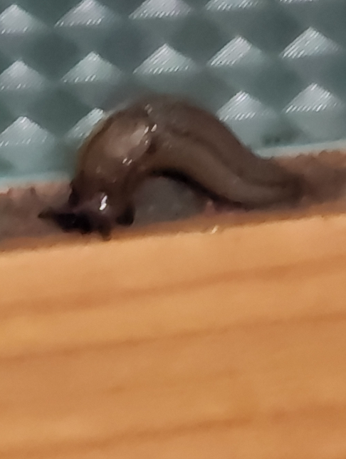 이게 거머리인가요 민달팽이인가요의 0번 째 이미지