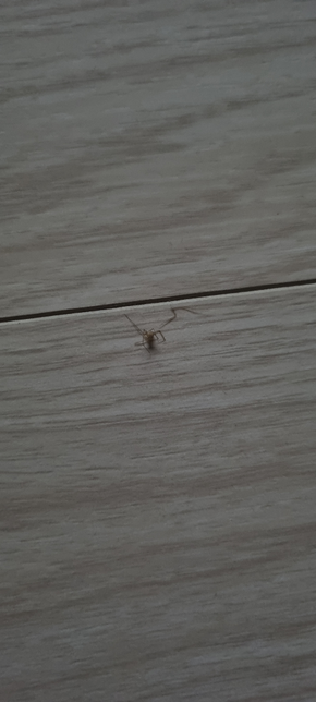 요즘 습하고 더워지니까 갑자기 어디서 요런 실거미가 가끔 보이는데 막을 방법이 없나요의 0번 째 이미지