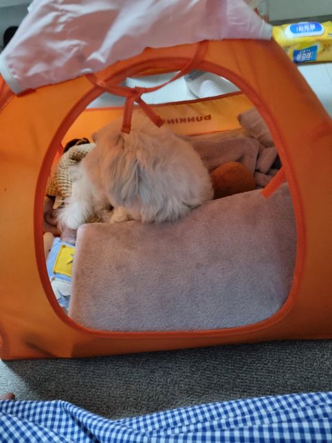 강아지 텐트는 어떻게 청소하면 좋을까요?의 0번 째 이미지