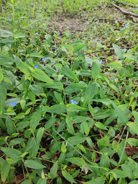 우리나라에서는 풀과 나뭇잎의 초록색이나 제비꽃의 보라색을왜 파랗다고 표현하나요?의 2번 째 이미지