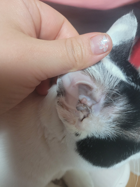 고양이 귀청소 꼭 하야하나요?의 0번 째 이미지