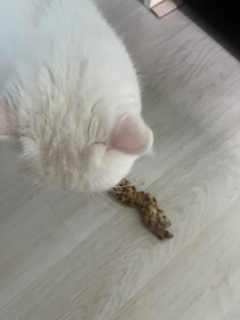 4kg 고양이 습식사료 적정 급여량이 얼마인가요?의 0번 째 이미지