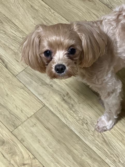 이강아지 종이뭔가요? 요크셔인가요? 말티즈인가요?의 0번 째 이미지