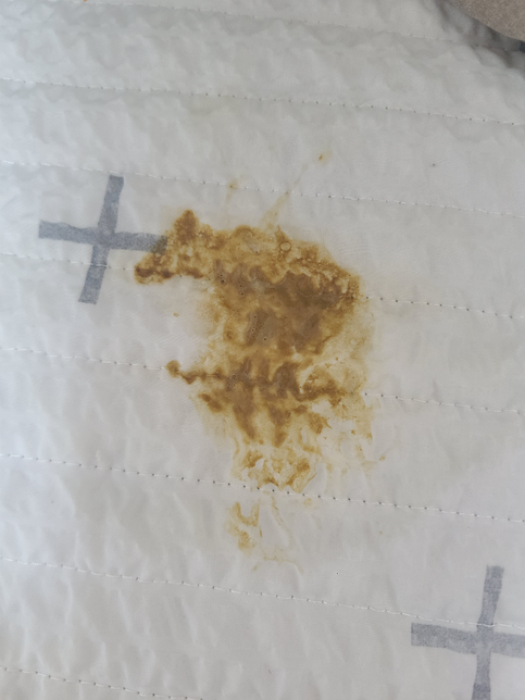 강아지가 이런 토를 했는데 병원 가봐야 될까요?의 0번 째 이미지