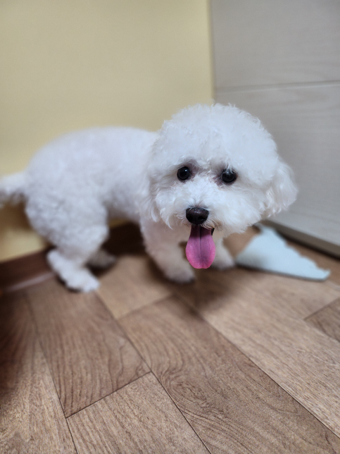 강아지는 왜 덥지도 않은데 혀를 내밀고 있나요?의 0번 째 이미지