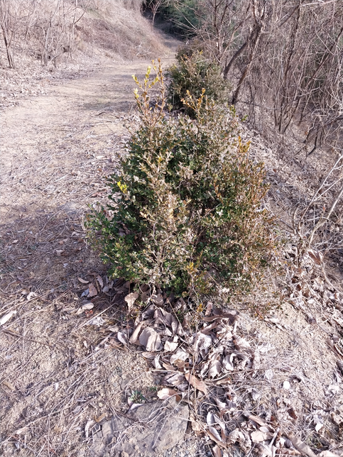 이 나무 이름 좀 알려 주세요.의 0번 째 이미지