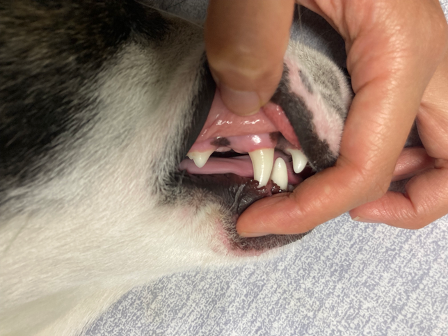 강아지 치아가 아직도 없어요 매복치 일까요?의 0번 째 이미지