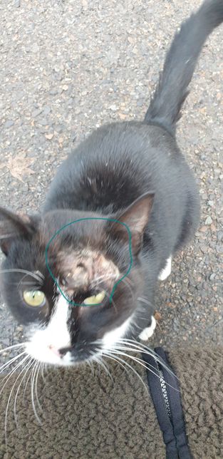 동그라미 친 부분은 왜 그러는걸까요 ㅜㅜ 피부병인가요??의 1번 째 이미지