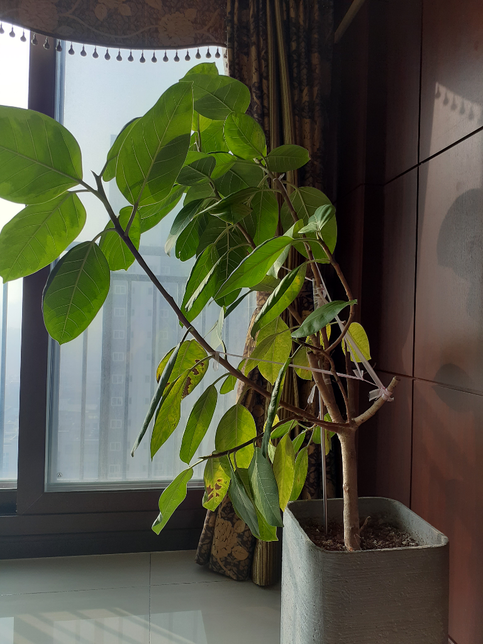 뱅갈고무나무 가지치기 어떻게해야하나요?의 0번 째 이미지