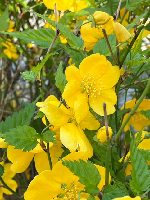 이 꽃 이름 아시는 분 계시나요?의 1번 째 이미지