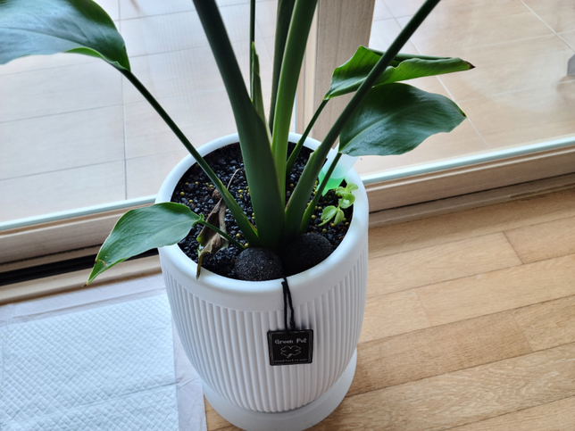 여인초 관리. 물주기 알려주세요의 0번 째 이미지