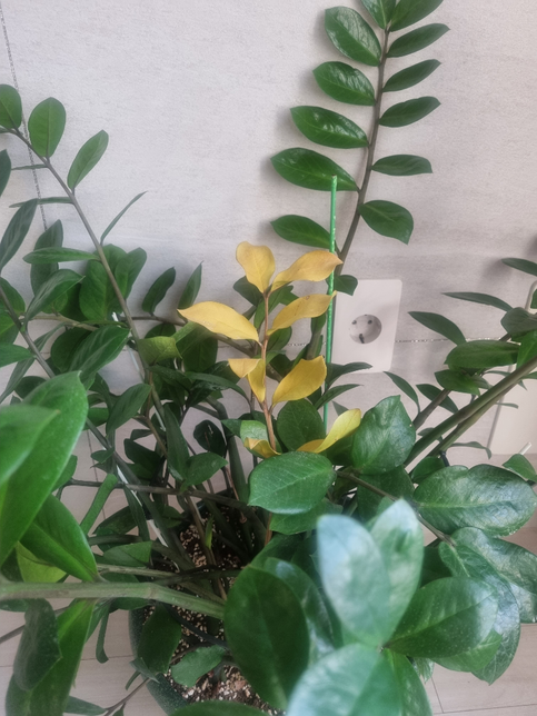 화초가 돈나무의 일종인데 잎파리 색이 노랗게 변하는 이유는 무엇 때문 일까요?의 0번 째 이미지