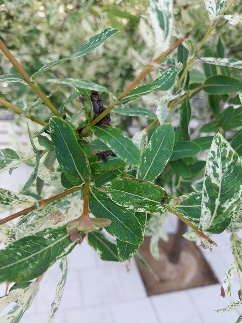 (식물) 나무끝이 검게변하고 기름처럼 떡이졌는데 무슨병인가요?의 2번 째 이미지