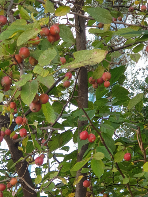 우리 동네에 이 나무가 굉장히 많이 보이는데 이 열매가 무엇일까요의 0번 째 이미지