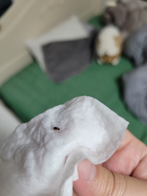 이거 벌레 뭔가요 바퀴벌레 새끼는 아닌거같은데...의 0번 째 이미지