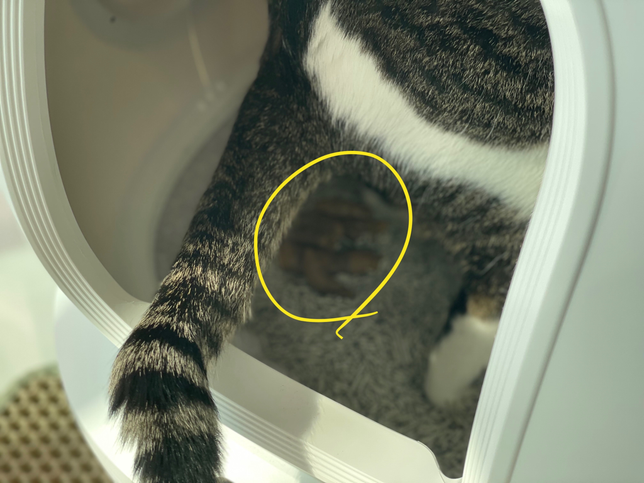 고양이 서서 배변봐도 괜찮나요???의 0번 째 이미지