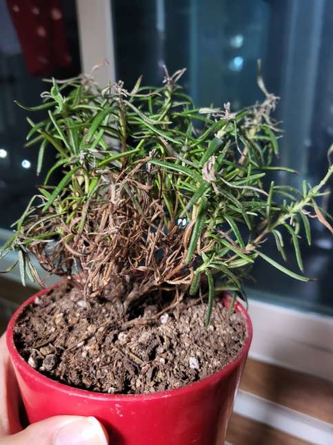 로즈마리 어떤 경우에 이렇게 되는건가요? 살리는게 불가할까요?의 0번 째 이미지