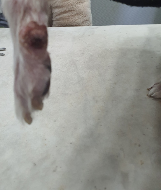 강아지가 발톱을 물어뜯어 빠지고 염증이 났는데 확인 부탁드립니다의 1번 째 이미지