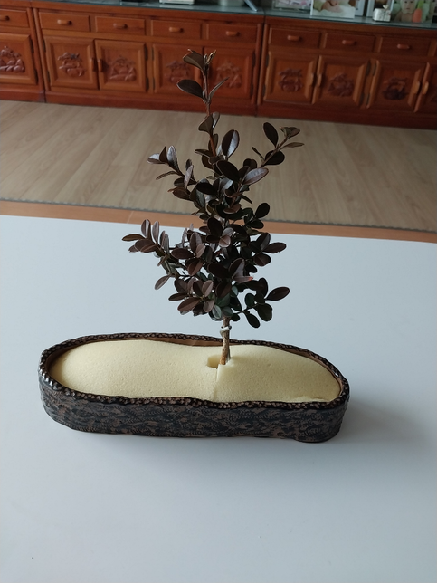 이 나무 이름 좀 알려 주세요.의 1번 째 이미지