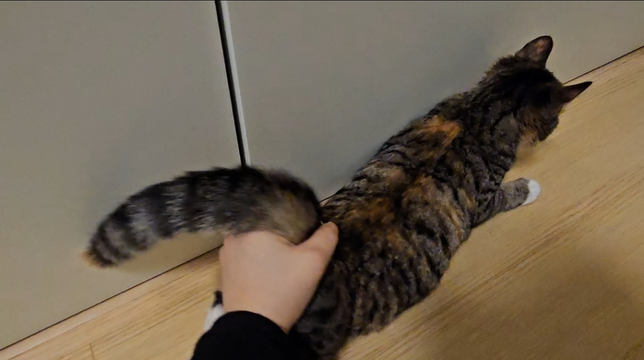 고양이 엉덩이를 만질때 뒷다리를 바닥에 끄는 이유의 1번 째 이미지