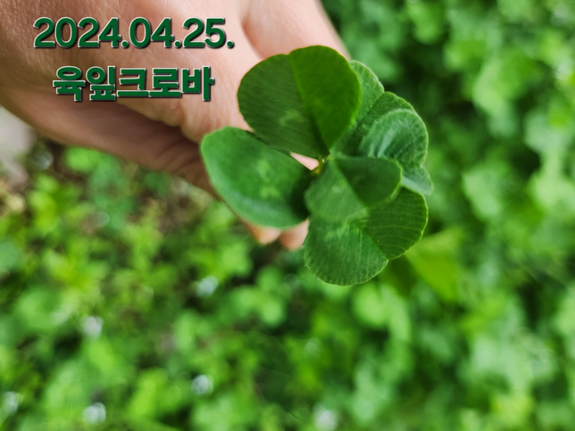 여섯잎크로버(육잎) 보신적 있나요?의 0번 째 이미지