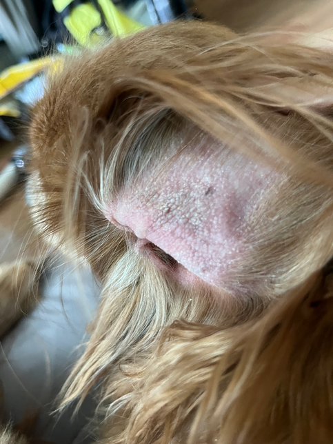 강아지 귀 안이 텄어요 왜이럴까요?의 0번 째 이미지