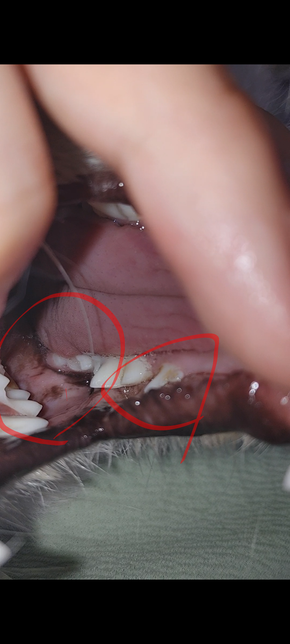 개 치아에 있는 앞니 시커먼 줄, 구강 내 시커먼 것들, 치아에 누런 것들의 정체의 1번 째 이미지