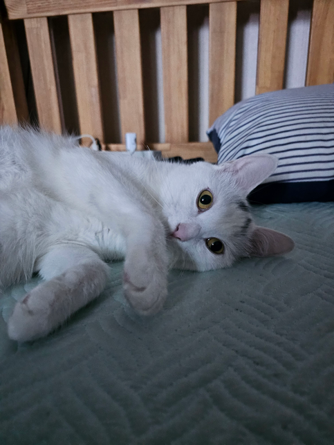 집에서 키우고 있는 길냥이 품종을 알고싶어요?의 0번 째 이미지