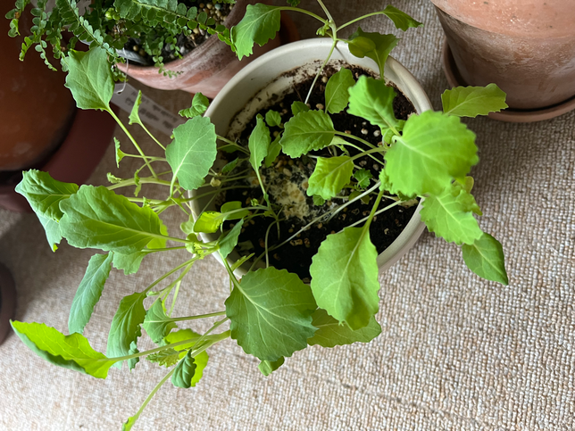 이 식물 이름이 뭔지 알려주세요의 0번 째 이미지