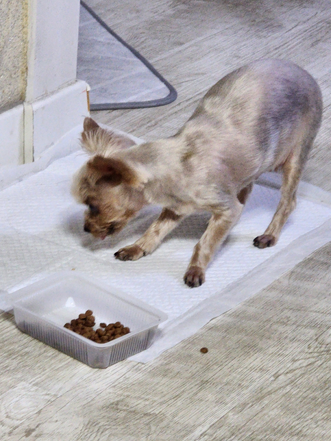 요크쇼테리어를 키우고 있는데 털을 매번 밀어도 괜찮을까요?의 0번 째 이미지