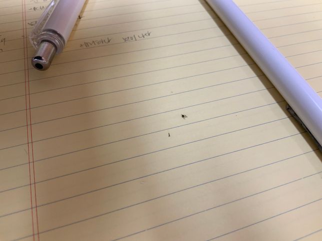 집에서 계속 나오는데 이게 무슨 날벌레일까요?의 0번 째 이미지