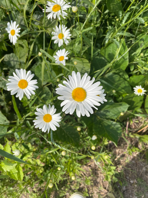 야생화 데이지 꽃말이 어떻게 되나요?의 0번 째 이미지