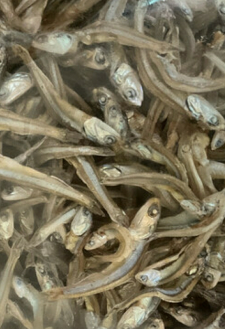 멸치똥을 같이 먹는것이 영양에 좋은가요?의 0번 째 이미지