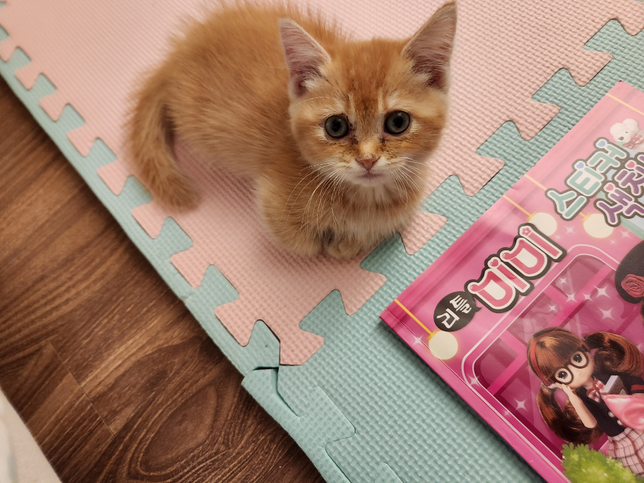 브리티쉬 숏헤어 얼굴이 있나요?의 0번 째 이미지