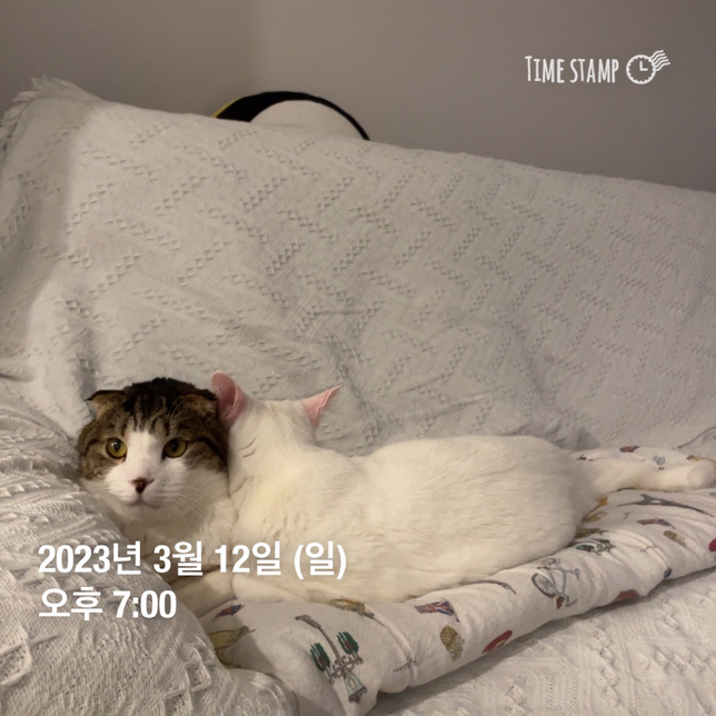 고양이가 검은색 눈곱이 끼는데 괜찮을까요?의 0번 째 이미지