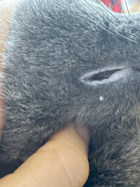 고양이 턱에 하얀 쥐젖같은게 보여요의 1번 째 이미지