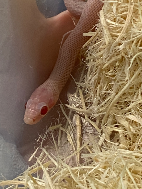 콘스네이크 볼이 빨개졌는데 괜찮은가요?의 0번 째 이미지