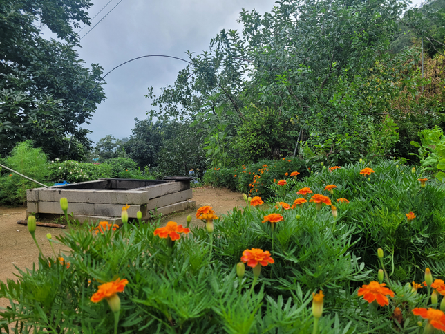 올해는 매미가 많이 안울어요 매미중 욕매미의 0번 째 이미지