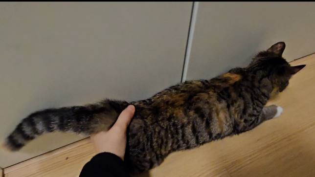 고양이 엉덩이를 만질때 뒷다리를 바닥에 끄는 이유의 0번 째 이미지