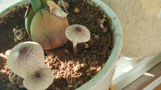 이 버섯이 어떤 버섯인지 궁금합니다의 0번 째 이미지