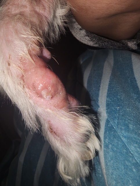 저희집 강아지가 발가락을 물어뜯다가 발가락이 부었는데 봐주시면 감사하겠습니다의 0번 째 이미지