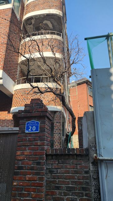 이 나무 이름이 뭔가요?? 궁금합니다의 0번 째 이미지