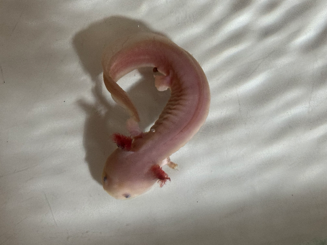 악솔로틀(우파루파) 병원 데려갈수 있나요..?의 0번 째 이미지