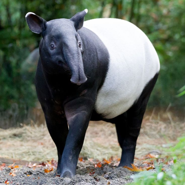 말레이맥이 옛날에 태국에도 살았나요?의 0번 째 이미지