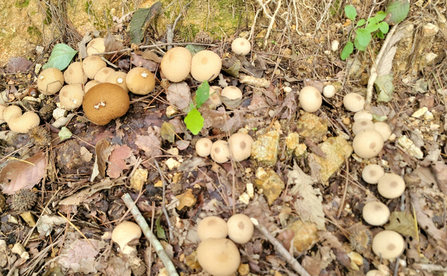 이 버섯있잖아요. 식용일까요 아닐까요?의 0번 째 이미지